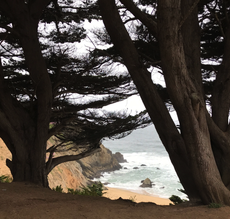 View of the ocean through the Cyprus trees.