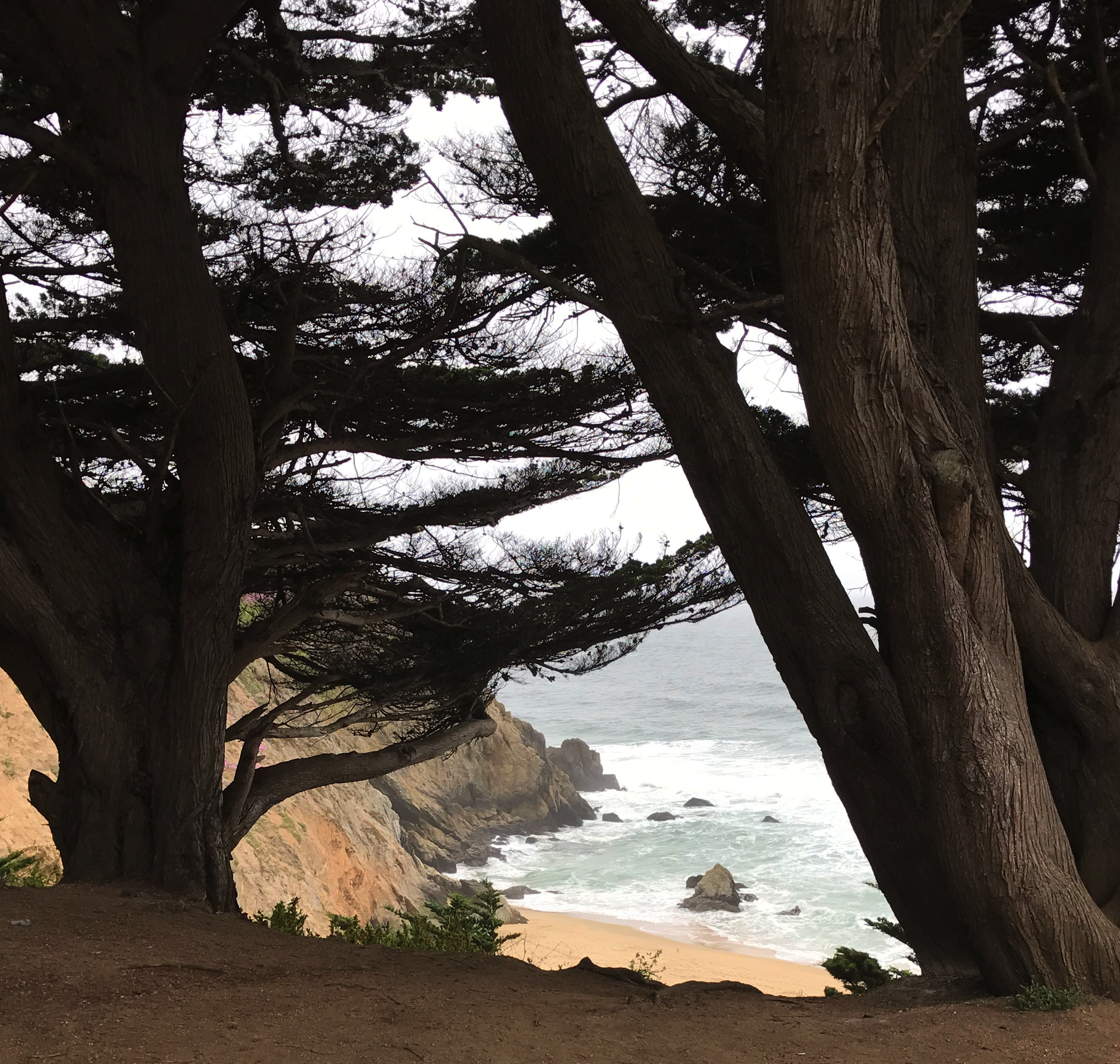 View of the ocean through the Cyprus trees.