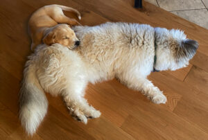 Puppy sleeping on a white fuzzy dog
