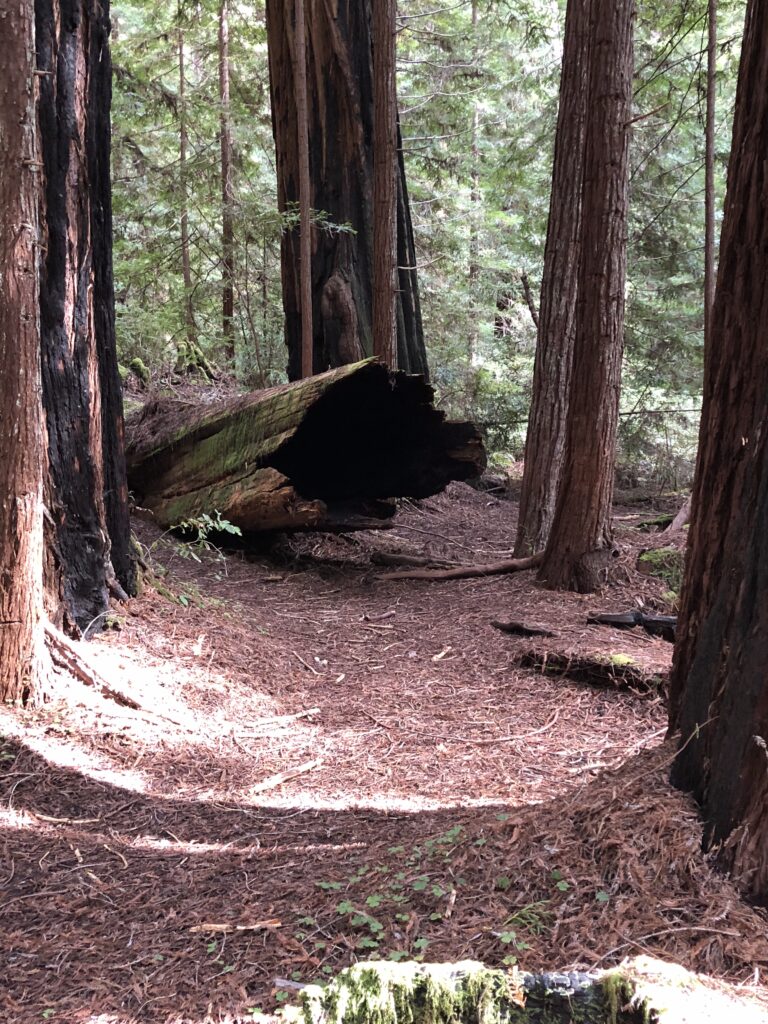 Circle of redwood trees
