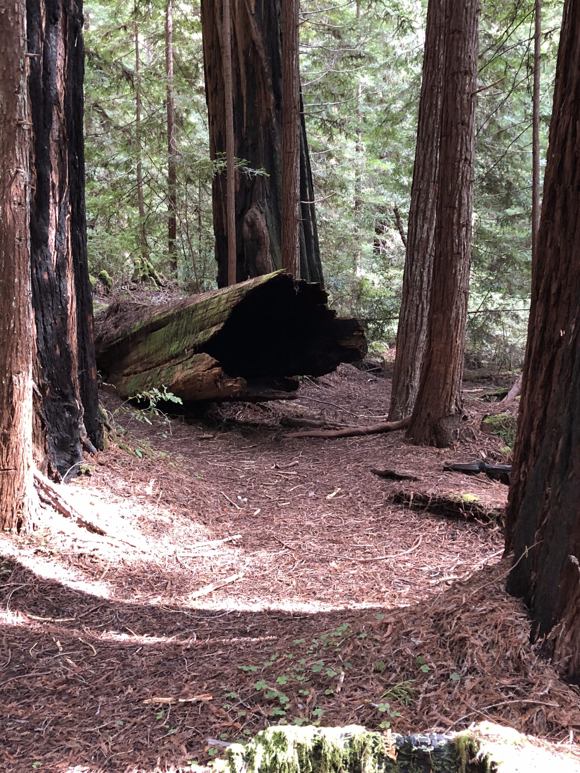 Circle of redwood trees