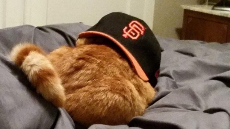 My cat sleeping with a San Francisco Giants baseball cap over his head.