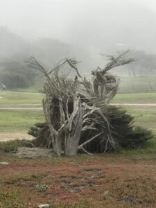 Spooky tree in the fog