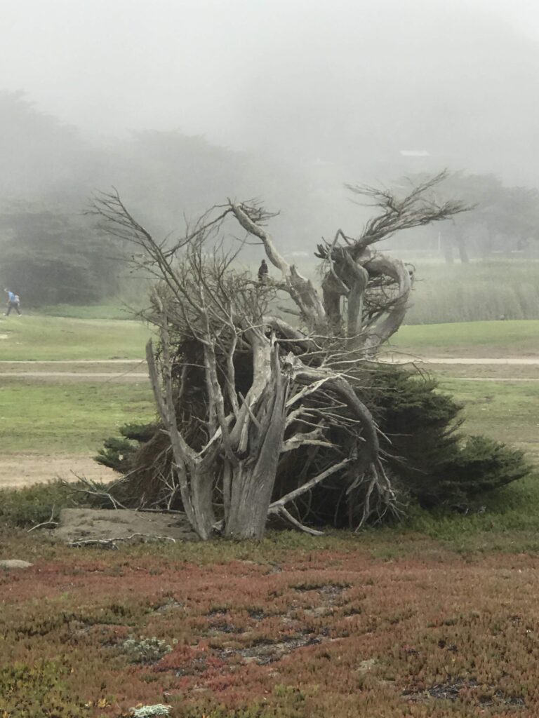 Spooky tree in the fog