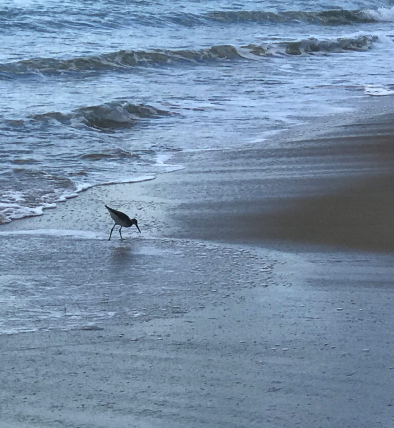 Picture of a bird walking around in the water on the beach.