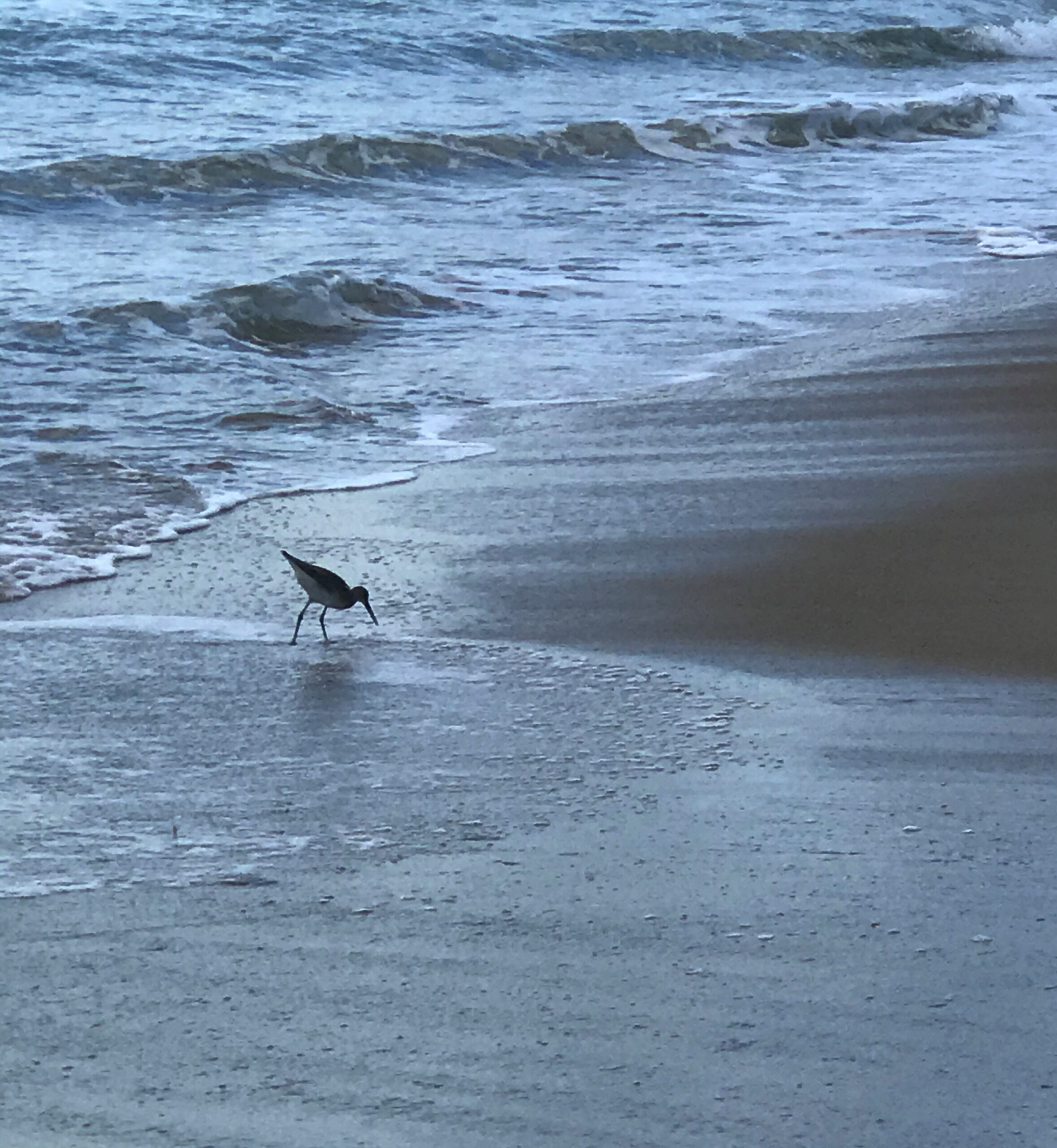 Picture of a bird walking around in the water on the beach.
