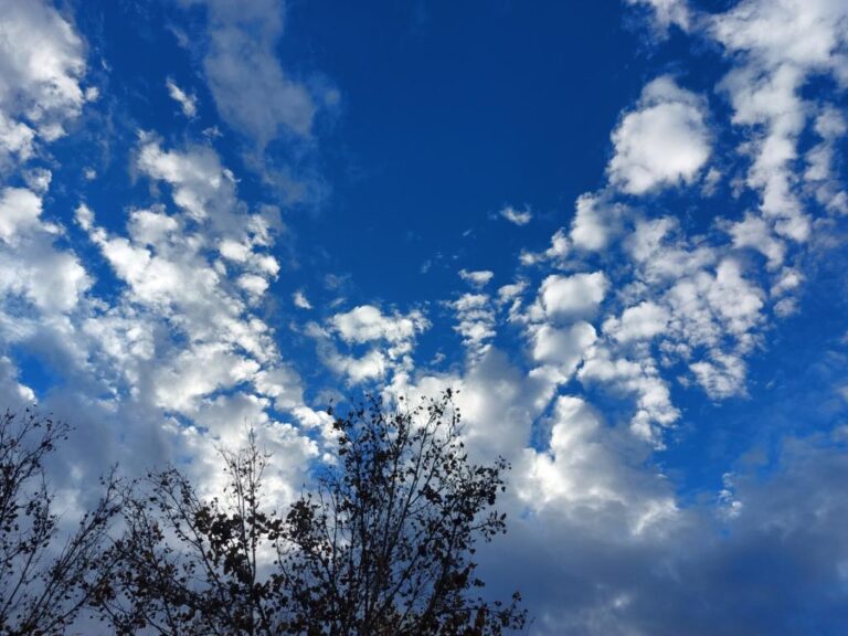 Blue sky and the tips of a few trees