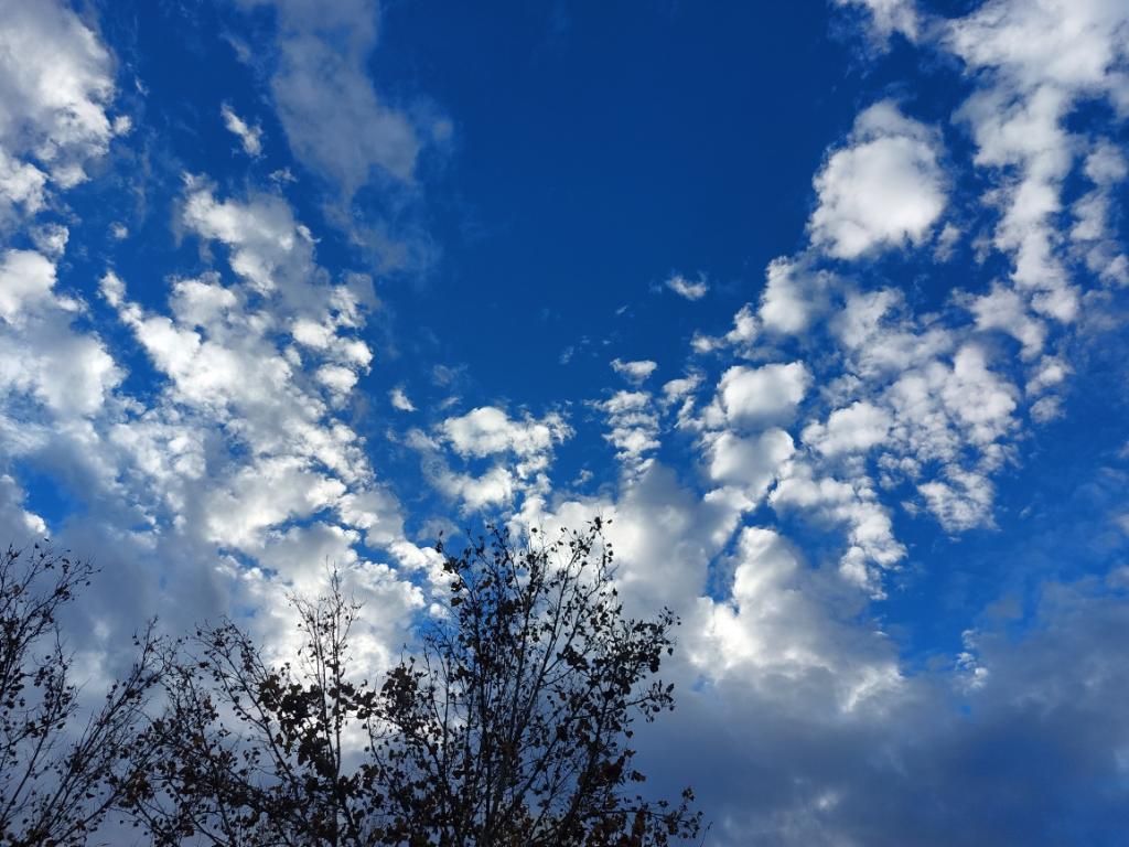 Blue sky and the tips of a few trees