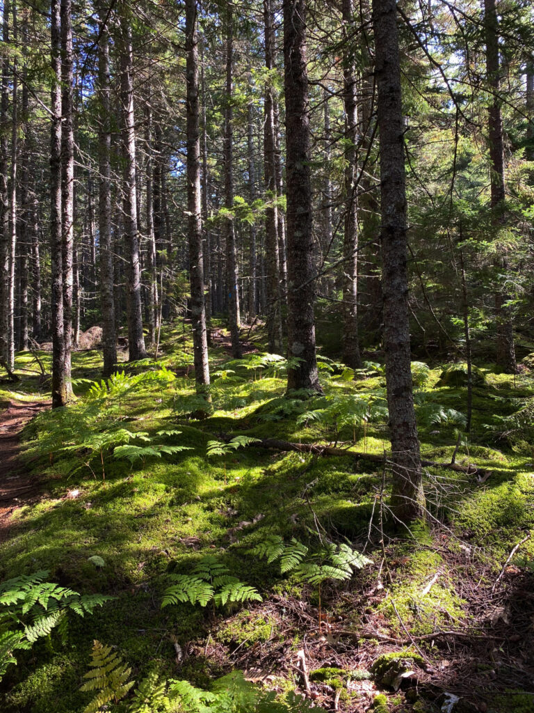 Forest with lots of trees and a bed of ferns.