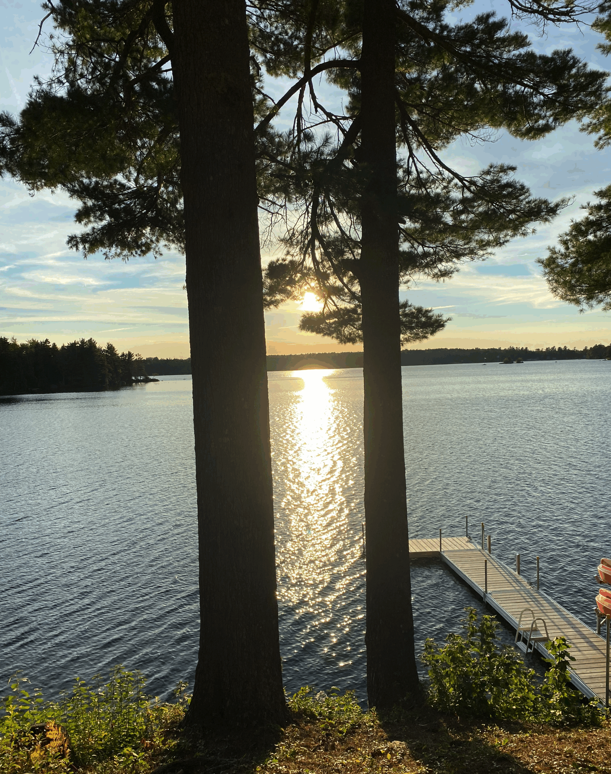 Picture of a large lake through two trees with a dock to the right.