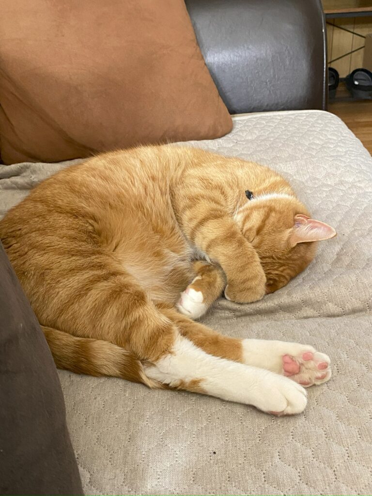 Cat sleeping with paw over its head.
