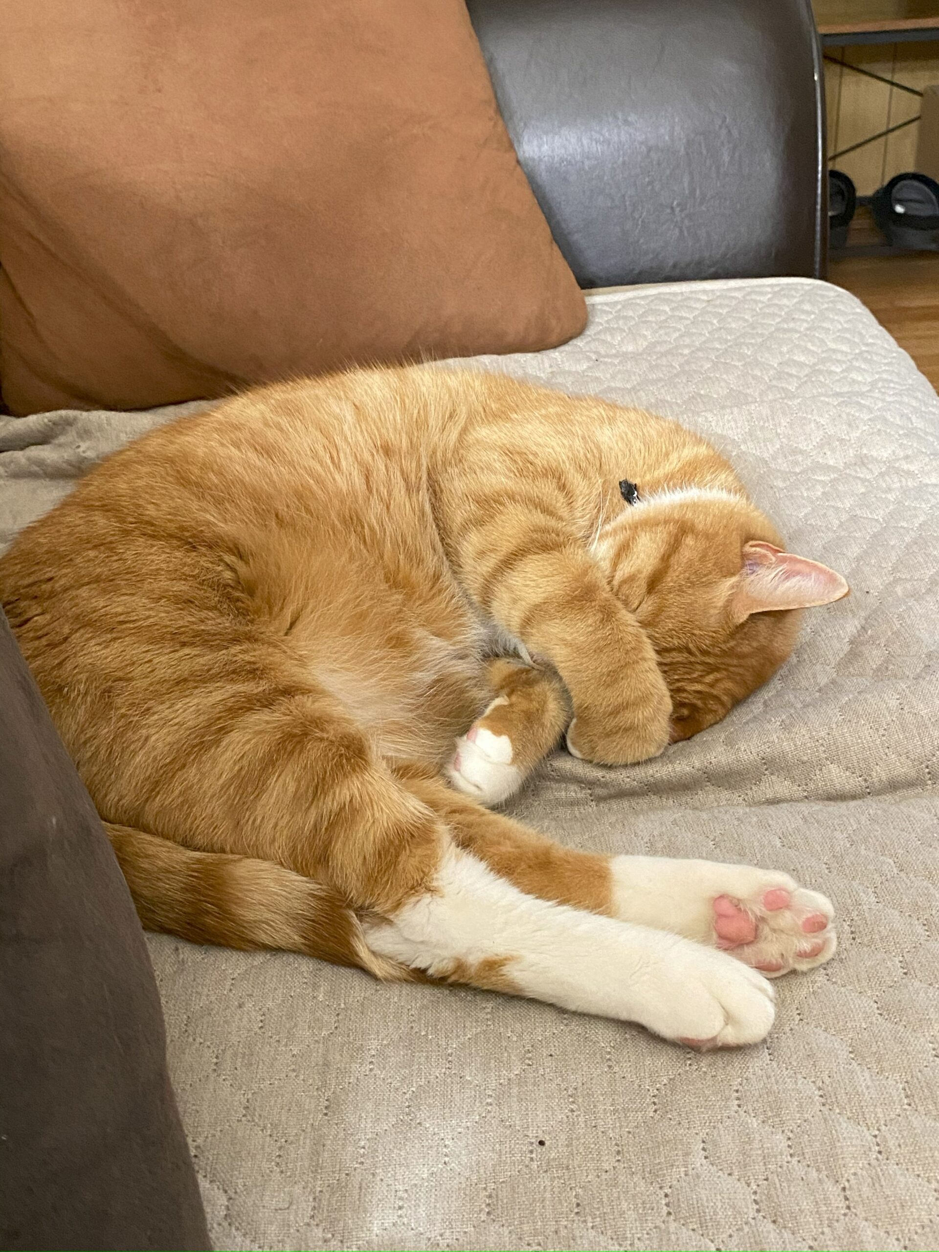 Cat sleeping with paw over its head.