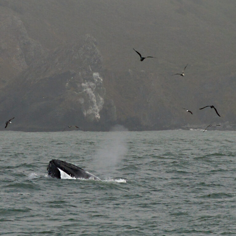 A whale blows water from its spout in the San Francisco Bay.