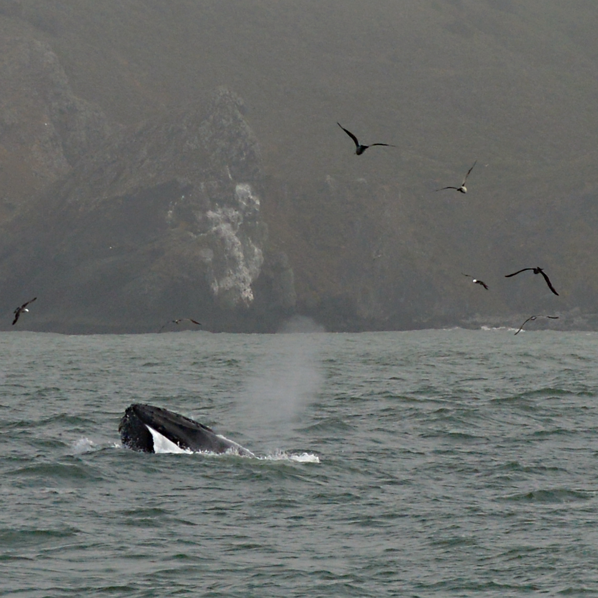 A whale blows water from its spout in the San Francisco Bay.